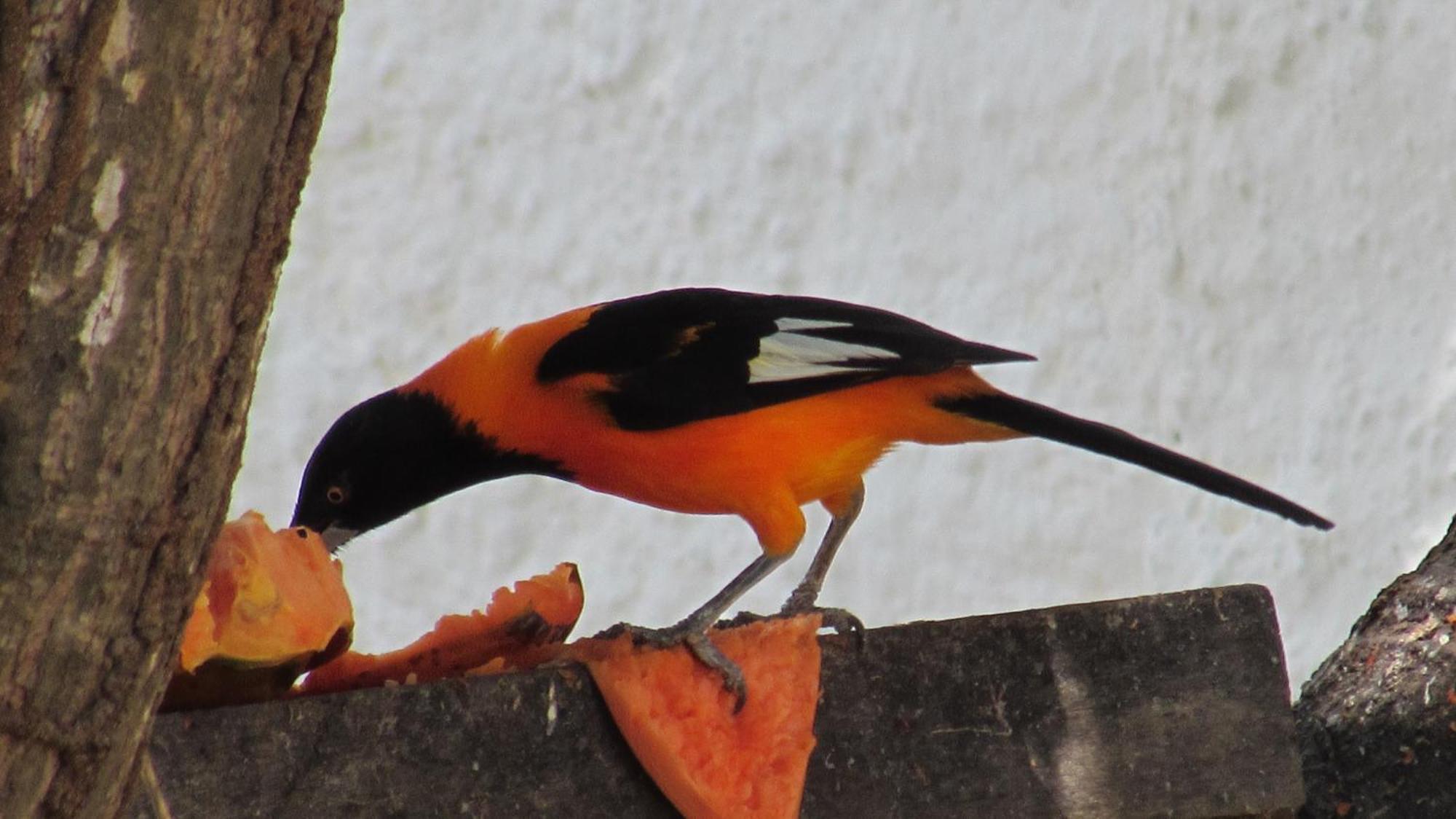 Pousada Da Lucinha Canoa Quebrada Rum bild